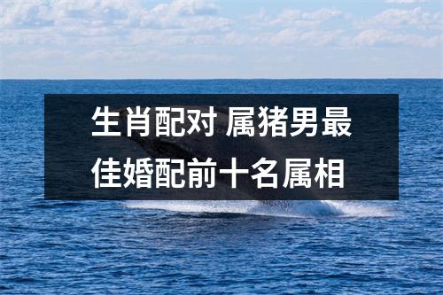 生肖配对属猪男佳婚配前十名属相