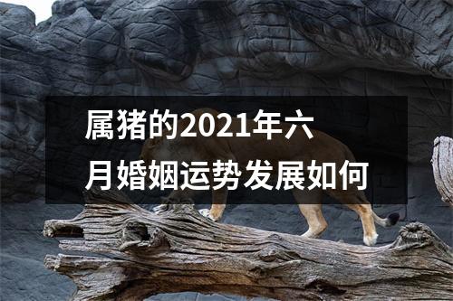 属猪的2025年六月婚姻运势发展如何