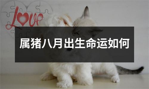<h3>属猪八月出生命运如何