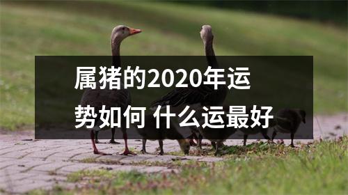 属猪的2025年运势如何什么运好