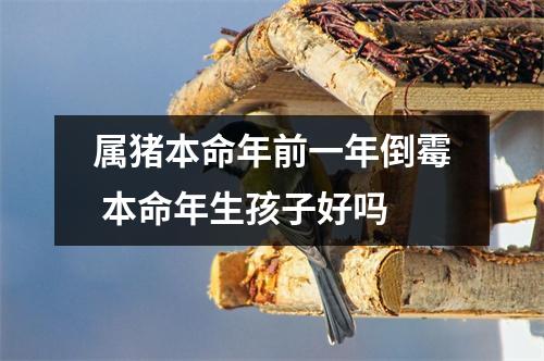 属猪本命年前一年倒霉本命年生孩子好吗