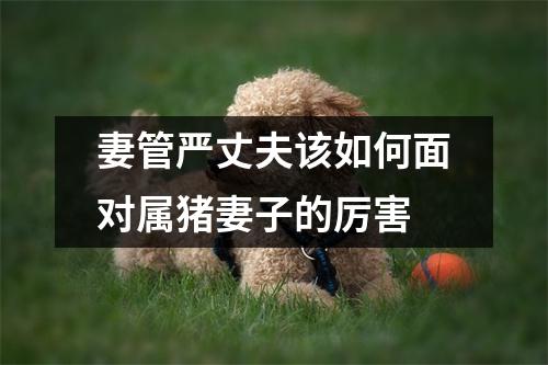 妻管严丈夫该如何面对属猪妻子的厉害