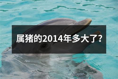 属猪的2014年多大了？