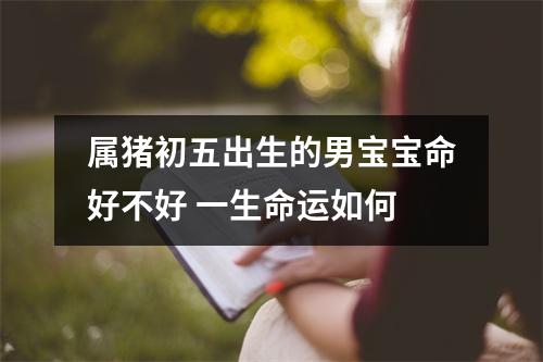 属猪初五出生的男宝宝命好不好一生命运如何