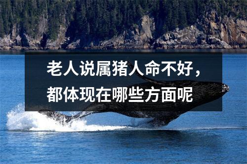老人说属猪人命不好，都体现在哪些方面呢