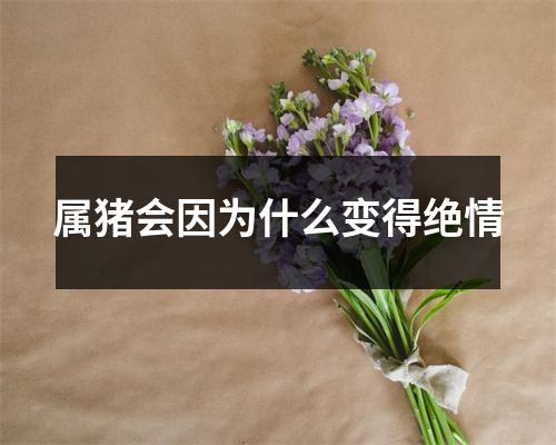 属猪会因为什么变得绝情