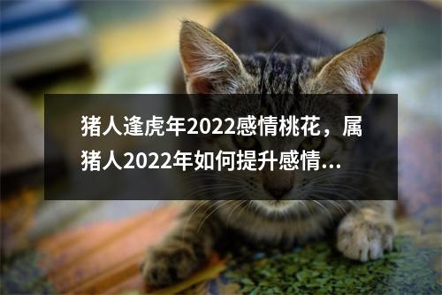 猪人逢虎年2025感情桃花，属猪人2025年如何提升感情运