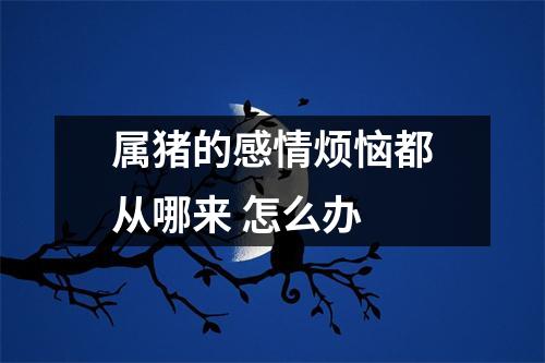 属猪的感情烦恼都从哪来怎么办