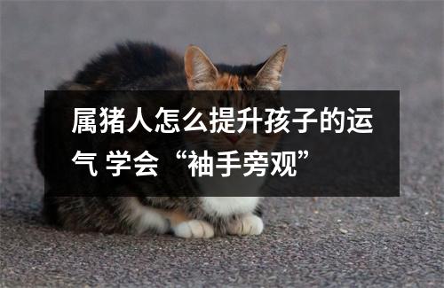 属猪人怎么提升孩子的运气学会“袖手旁观”