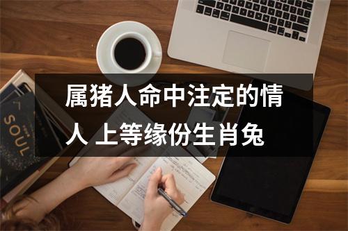 属猪人命中注定的情人上等缘份生肖兔