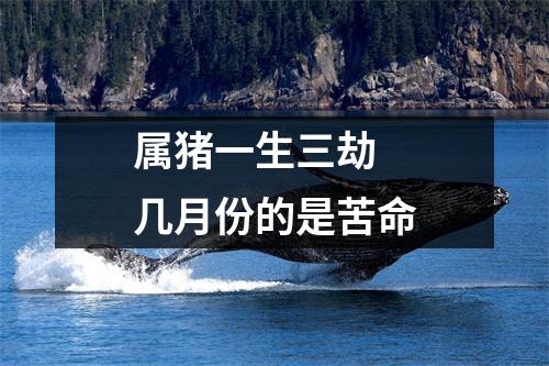 属猪一生三劫几月份的是苦命