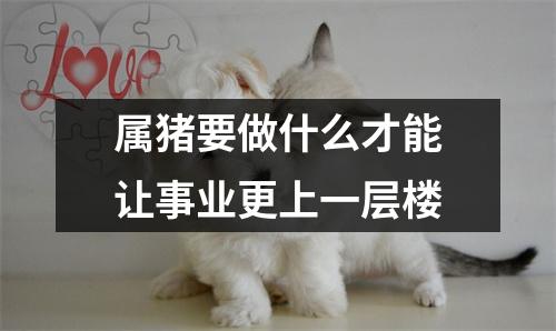 属猪要做什么才能让事业更上一层楼