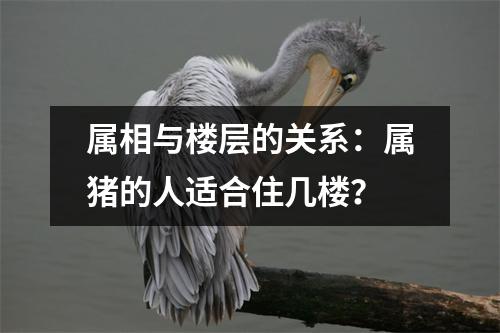 属相与楼层的关系：属猪的人适合住几楼？