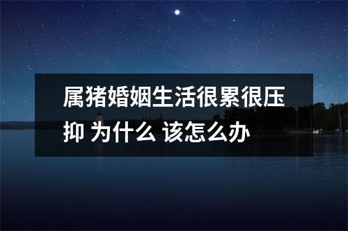 属猪婚姻生活很累很压抑为什么该怎么办