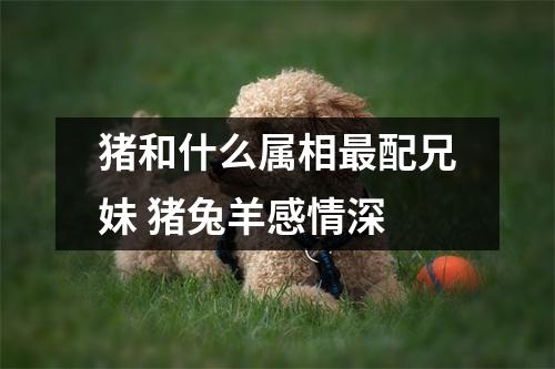 猪和什么属相配兄妹猪兔羊感情深