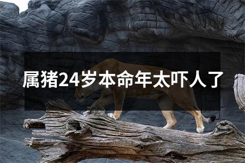 属猪24岁本命年太吓人了