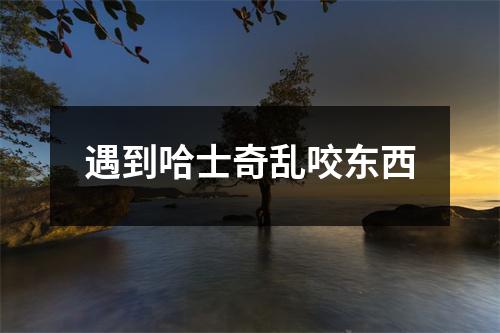 遇到哈士奇乱咬东西