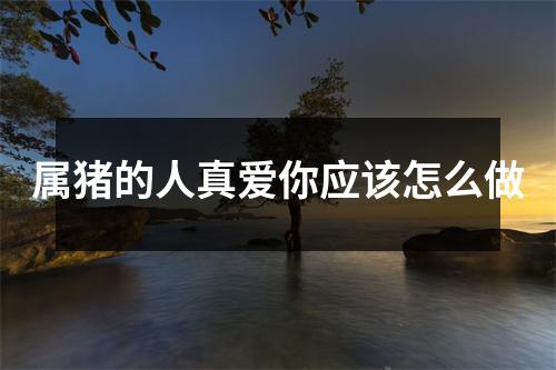 属猪的人真爱你应该怎么做