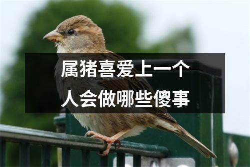 属猪喜爱上一个人会做哪些傻事