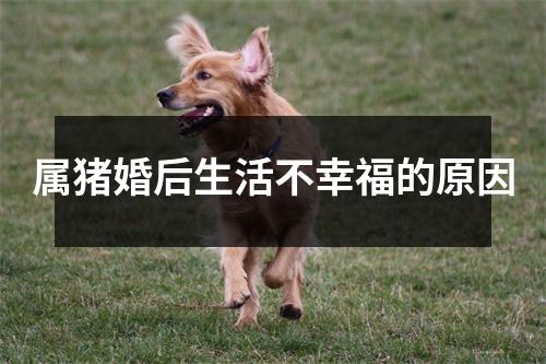 属猪婚后生活不幸福的原因