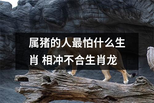 属猪的人怕什么生肖相冲不合生肖龙