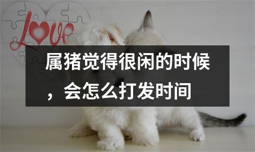 属猪觉得很闲的时候，会怎么打发时间