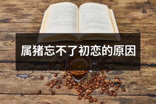 属猪忘不了初恋的原因