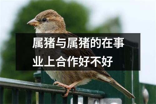 属猪与属猪的在事业上合作好不好