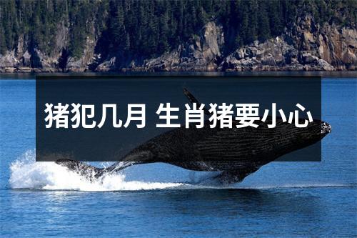 猪犯几月生肖猪要小心