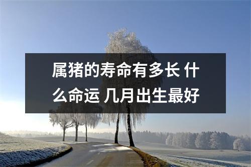 属猪的寿命有多长什么命运几月出生好