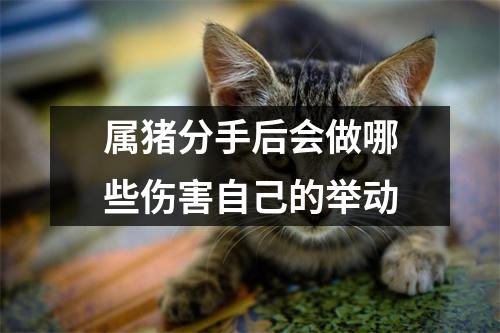 属猪分手后会做哪些伤害自己的举动