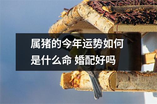 属猪的今年运势如何是什么命婚配好吗