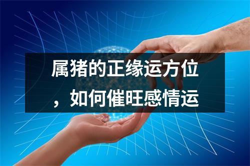 属猪的正缘运方位，如何催旺感情运