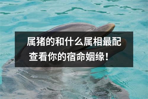 属猪的和什么属相配查看你的宿命姻缘！