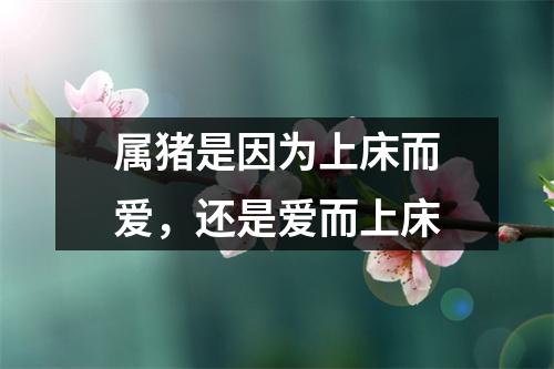 属猪是因为上床而爱，还是爱而上床