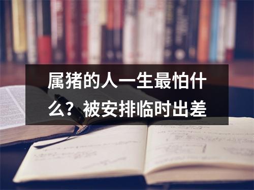 属猪的人一生怕什么？被安排临时出差
