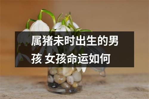 属猪未时出生的男孩女孩命运如何