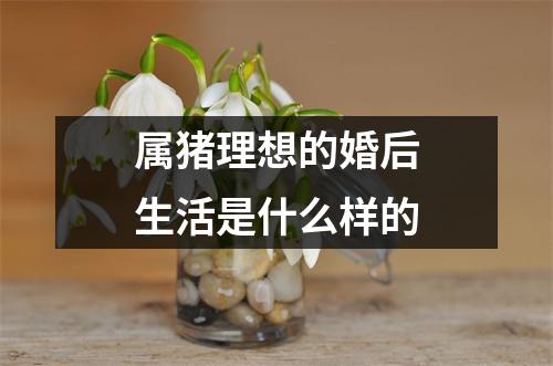 属猪理想的婚后生活是什么样的