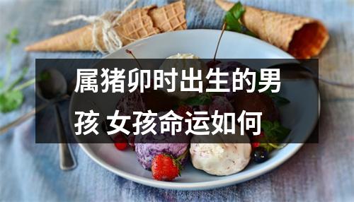 属猪卯时出生的男孩女孩命运如何