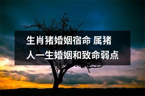 生肖猪婚姻宿命属猪人一生婚姻和致命弱点