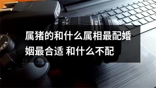属猪的和什么属相配婚姻合适和什么不配