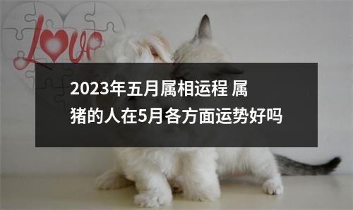 2025年五月属相运程属猪的人在5月各方面运势好吗