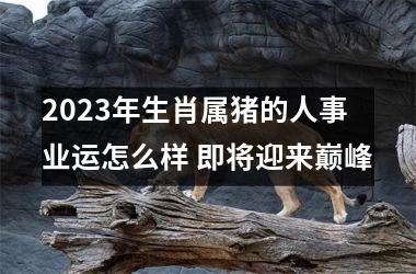 2025年生肖属猪的人事业运怎么样 即将迎来巅峰