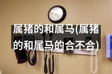 属猪的和属马(属猪的和属马的合不合)