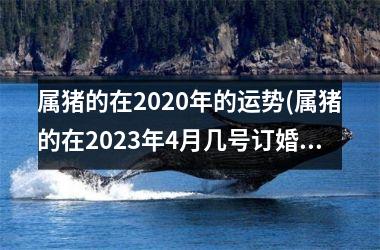 属猪的在2025年的运势(属猪的在2025年4月几号订婚好)
