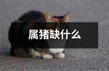 属猪缺什么