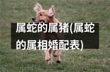 属蛇的属猪(属蛇的属相婚配表)