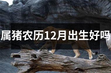 属猪农历12月出生好吗