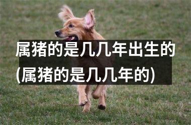 属猪的是几几年出生的(属猪的是几几年的)