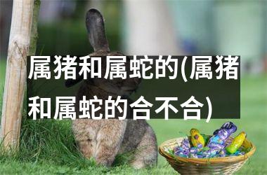 属猪和属蛇的(属猪和属蛇的合不合)